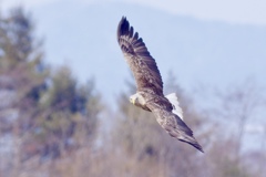 オジロワシ PENTAX K-3+BORG71FL
