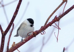 ふっくらハシブトガラ！BORG71FL＋PENTAX K-3