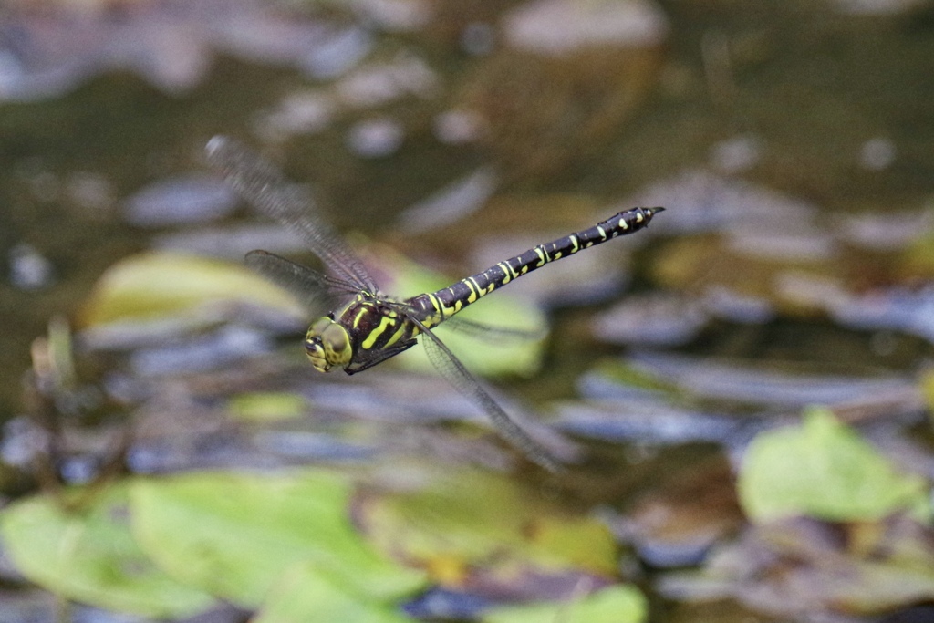 オオルリボシヤンマ♀
