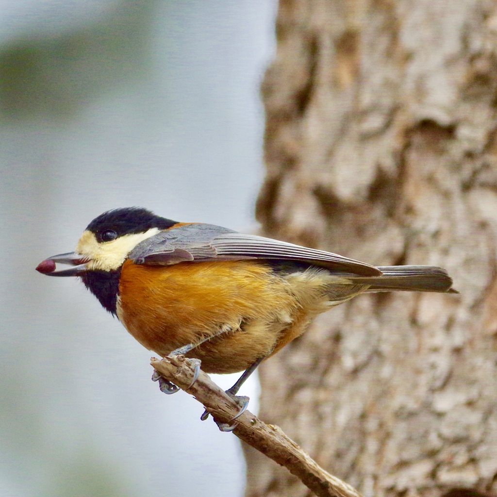 ヤマガラ PENTAX K-3+BORG71FL