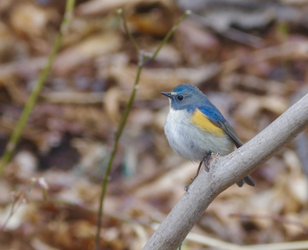 ルリビタキ♂ PENTAX K-3+BORG71FL