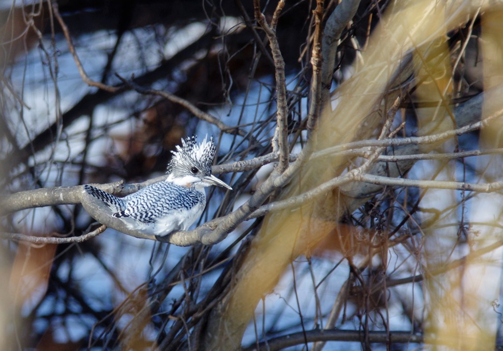 尾羽を上げて！ PENTAX k-3+BORG71FL