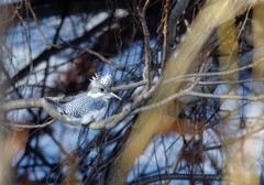 尾羽を上げて！ PENTAX k-3+BORG71FL