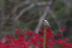 モミジとヤマガラ PENTAX K3+BORG71fl