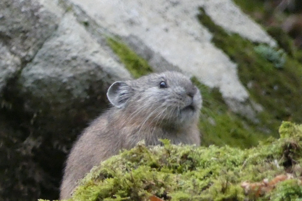 ナキウサギ