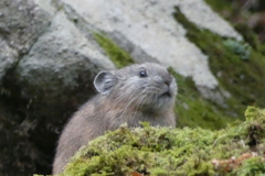 ナキウサギ
