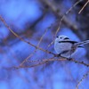 シマエナガ pentax k-3+borg 71fl 