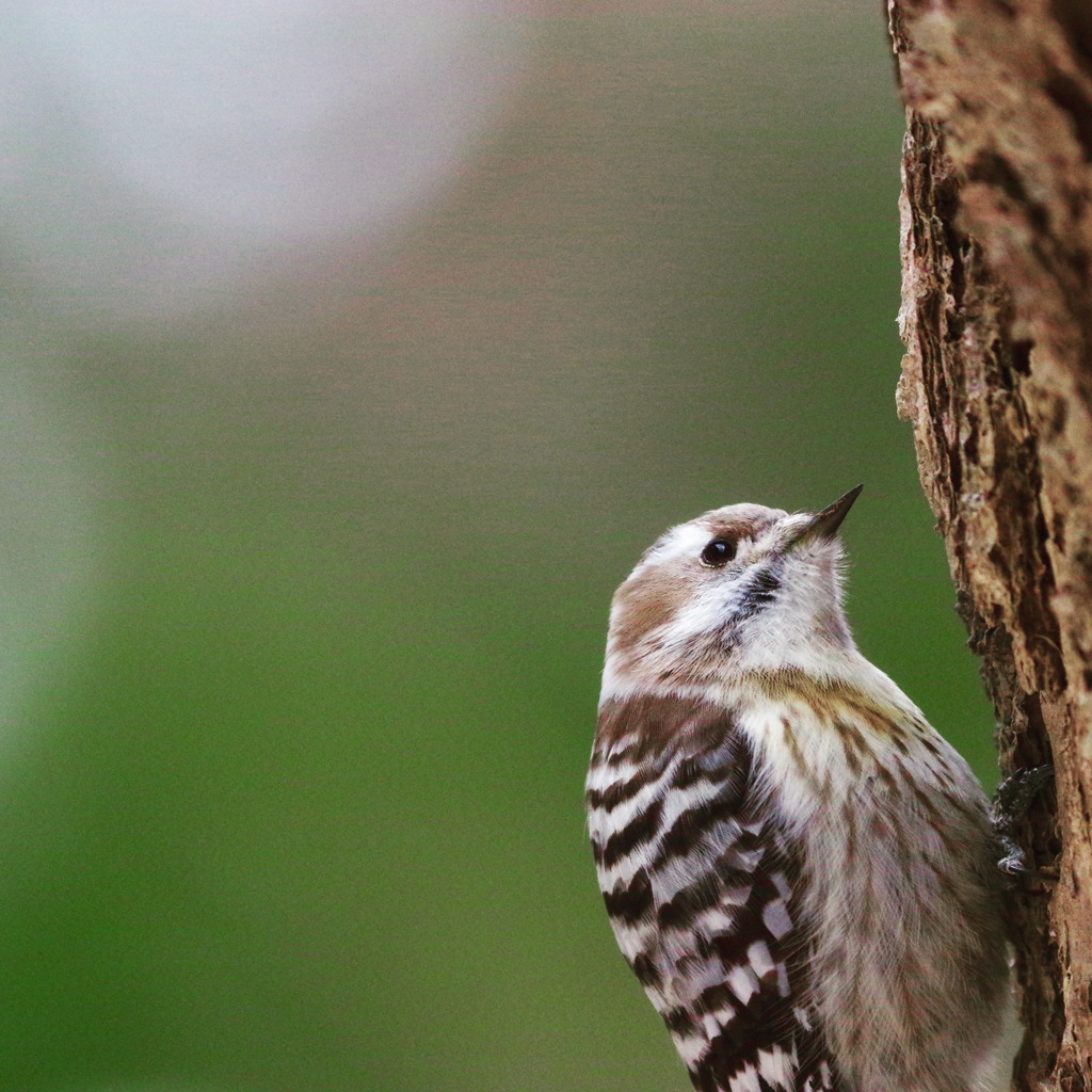 コゲラ PENTAX K-3+BORG71FL