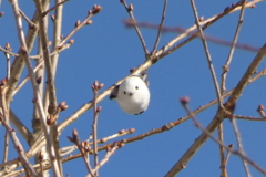 繭玉みたいな雪の妖精！