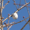 繭玉みたいな雪の妖精！