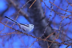 シマエナガ pentax k-3+borg 71fl