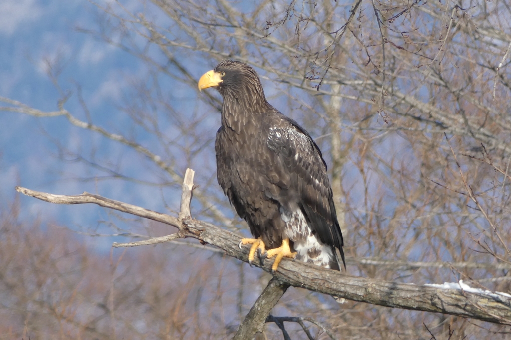 オオワシの幼鳥 By Tomu 1213 Id 写真共有サイト Photohito