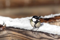 雪は美味しい！ BORG60ED＋PENTAX K-3