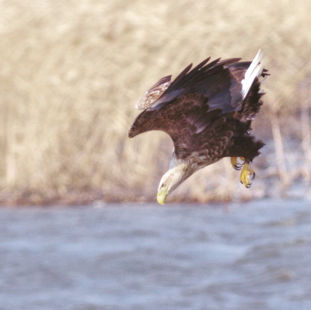 オジロワシ PENTAX K-3+BORG71FL