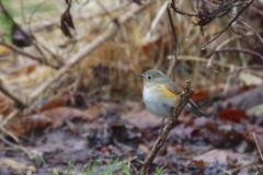 ルリビタキ♀