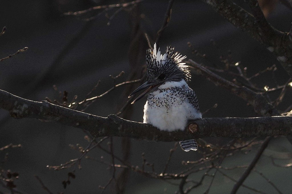 ヤマセミ PENTAX K-3+BORG71FL