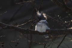 ヤマセミ PENTAX K-3+BORG71FL