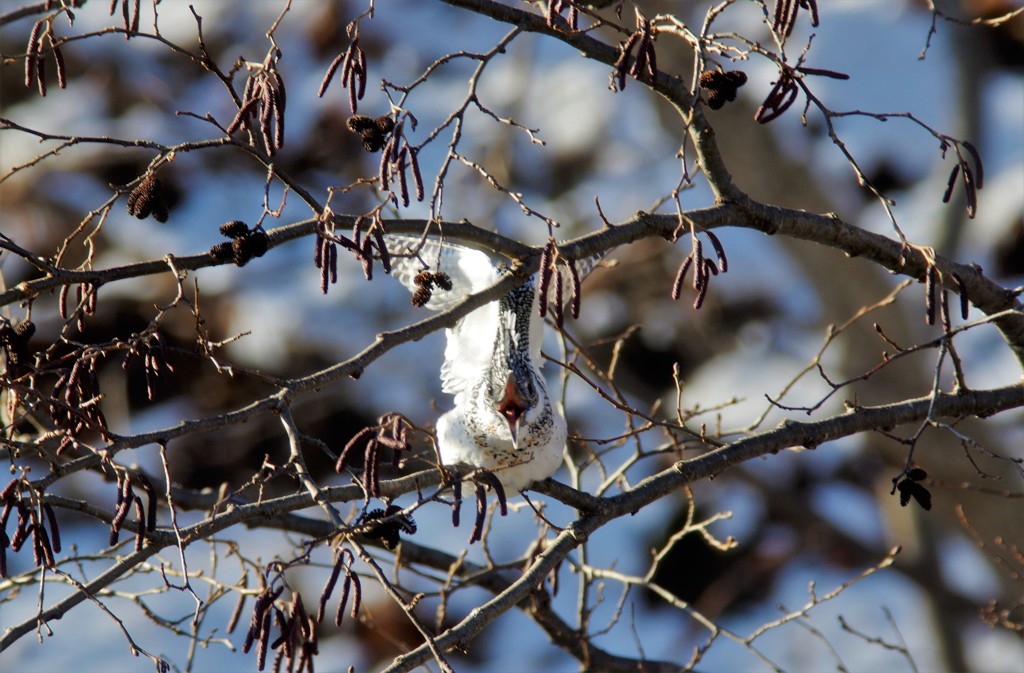 欠伸！ BORG71FL+PENTAX K-3