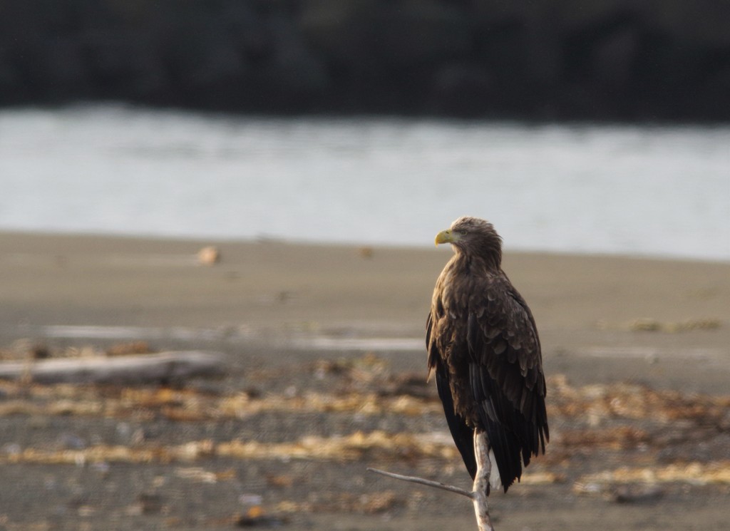 朝陽に照らされ！ BORG71FL+PENTAX K-3
