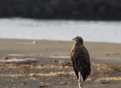 朝陽に照らされ！ BORG71FL+PENTAX K-3