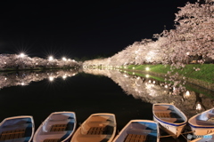 弘前の桜