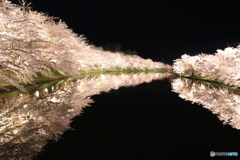 弘前の桜 