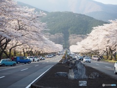 桜並木