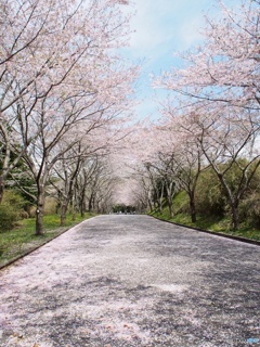 桜のトンネル