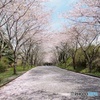 桜のトンネル