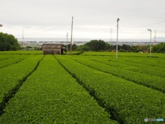 茶畑