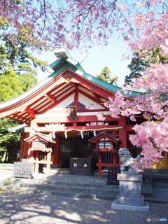 境内の桜