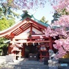 境内の桜