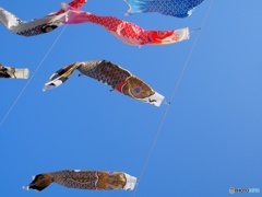 空を泳ぐ鯉