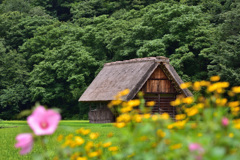 山里の夏