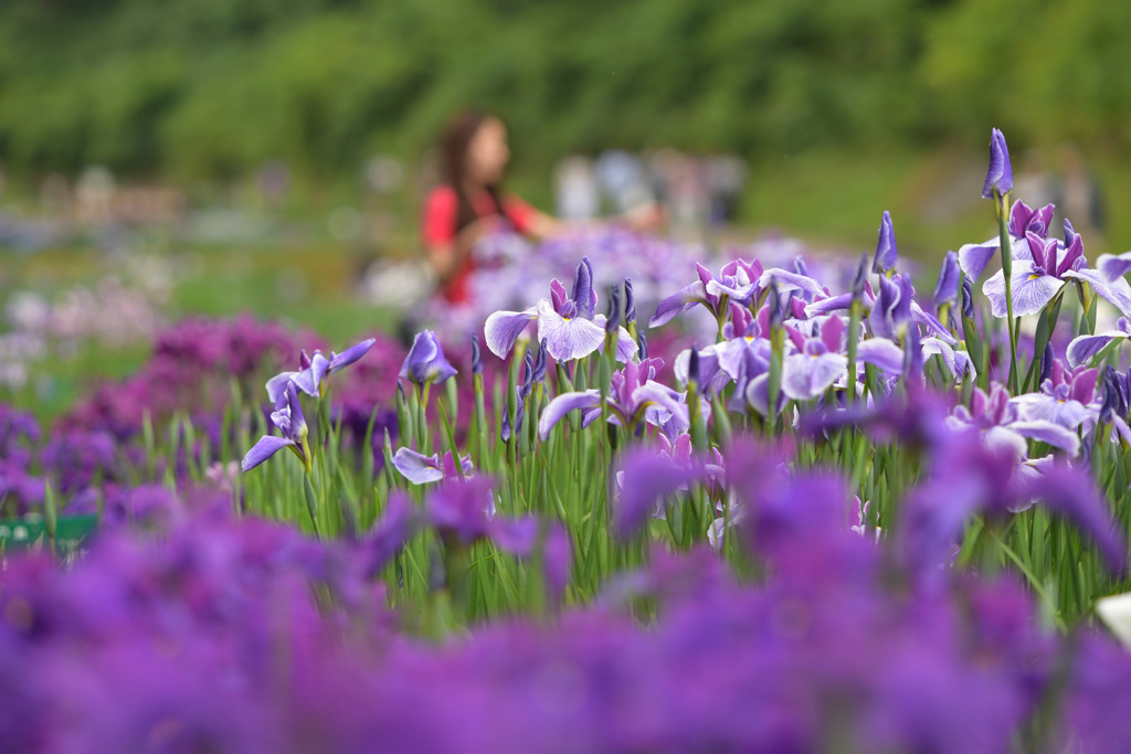 花菖蒲祭り