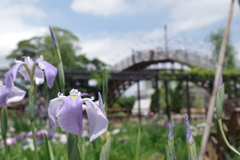初夏の紫陽花
