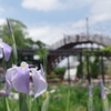 初夏の紫陽花
