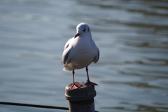 水面の鳥