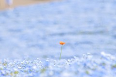 広大に広がるネモフィラと一輪の花