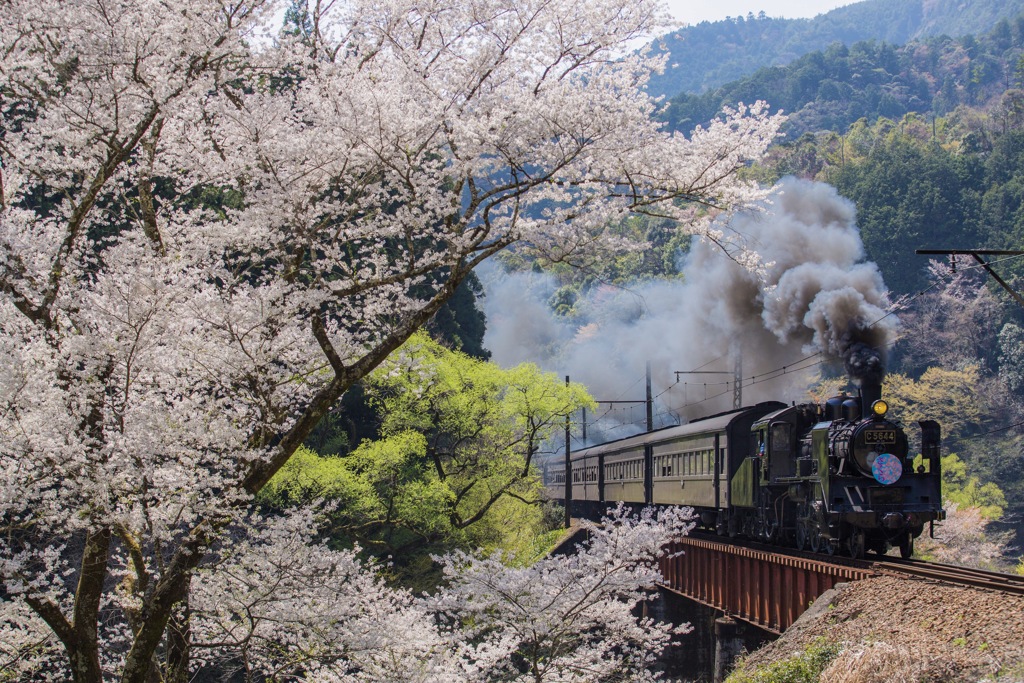 桜を横目に駆ける