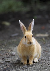 毛並みが綺麗なうさぎさん