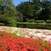 神代植物園 つつじ