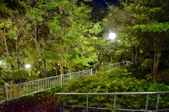 夜の公園