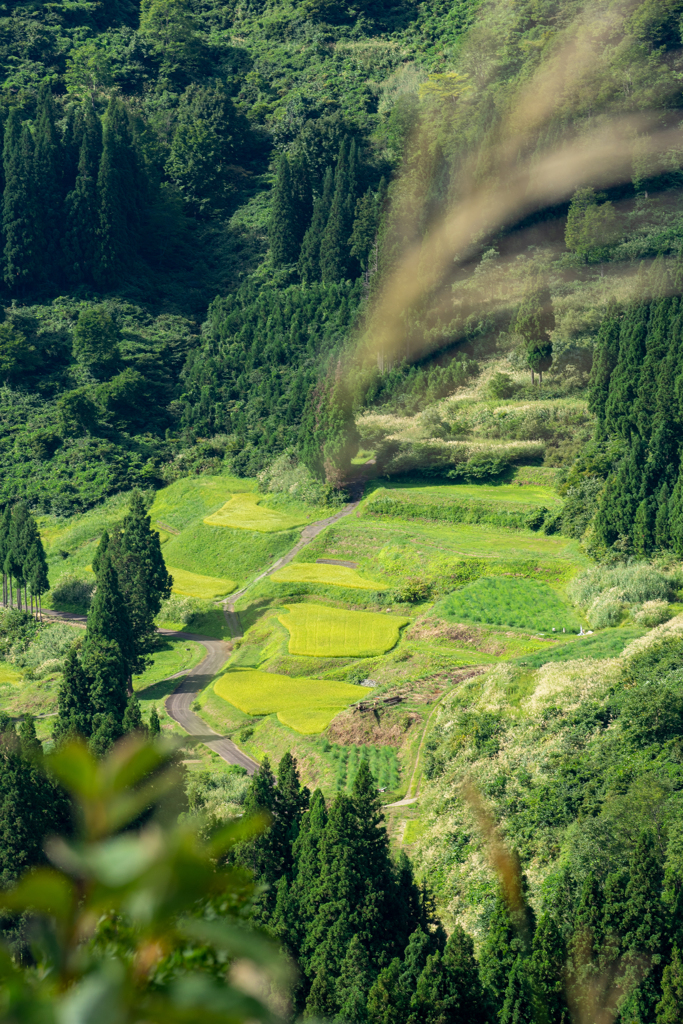 棚田