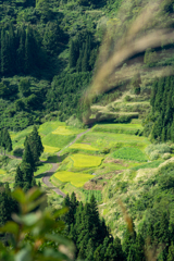 棚田