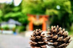Pine cones