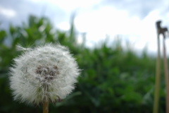 Fluff of a Dandelion