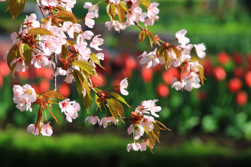 桜とチューリップ001
