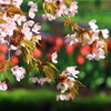 桜とチューリップ001