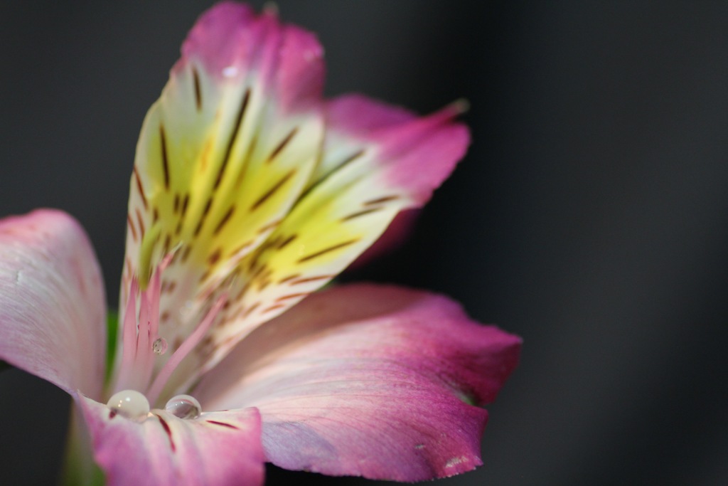 花のテラス